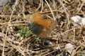 Coenonympha rhodopensis